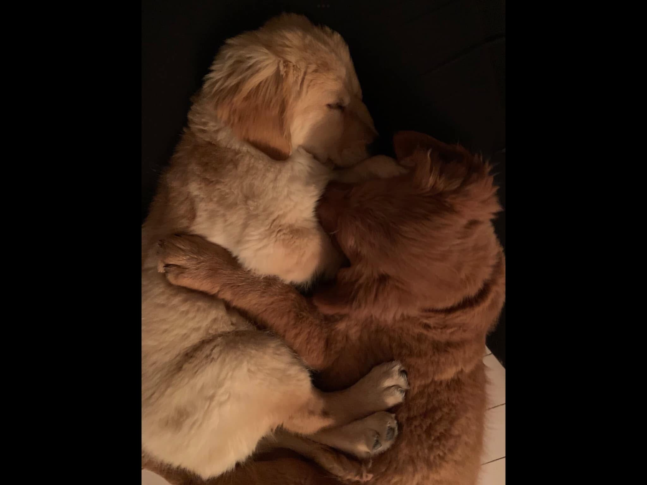Golden Retrievers together
