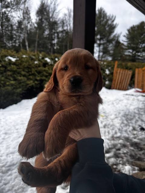 Golden Retriever in snow