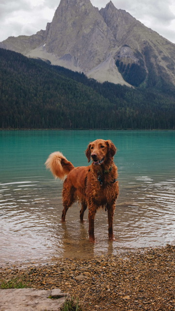 Golden Retriever by lake