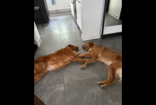 Is That Human Food Safe for Dogs?