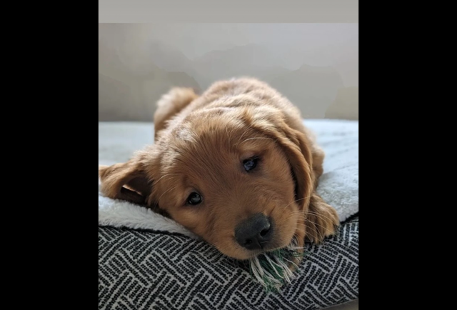 Ways to Make Your Home Safe for Your Pets
