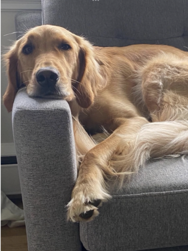 Golden Retriever Américain