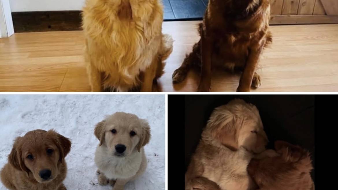 7 Small Pets for You