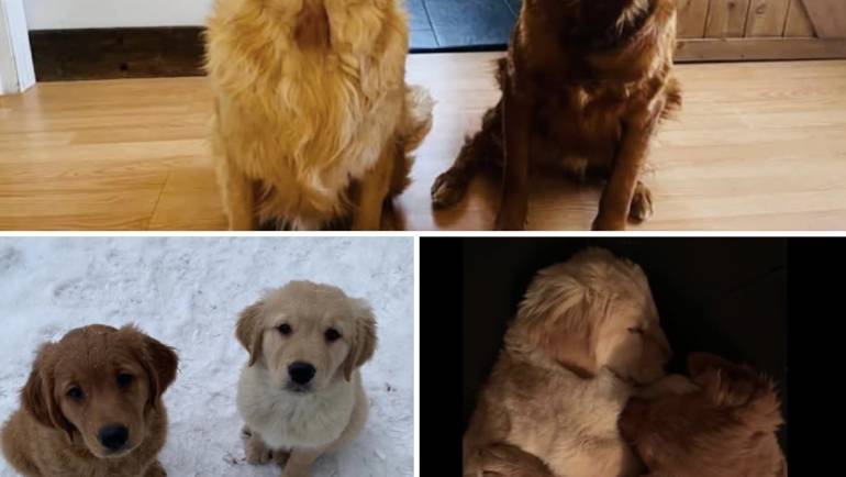 7 Small Pets for You