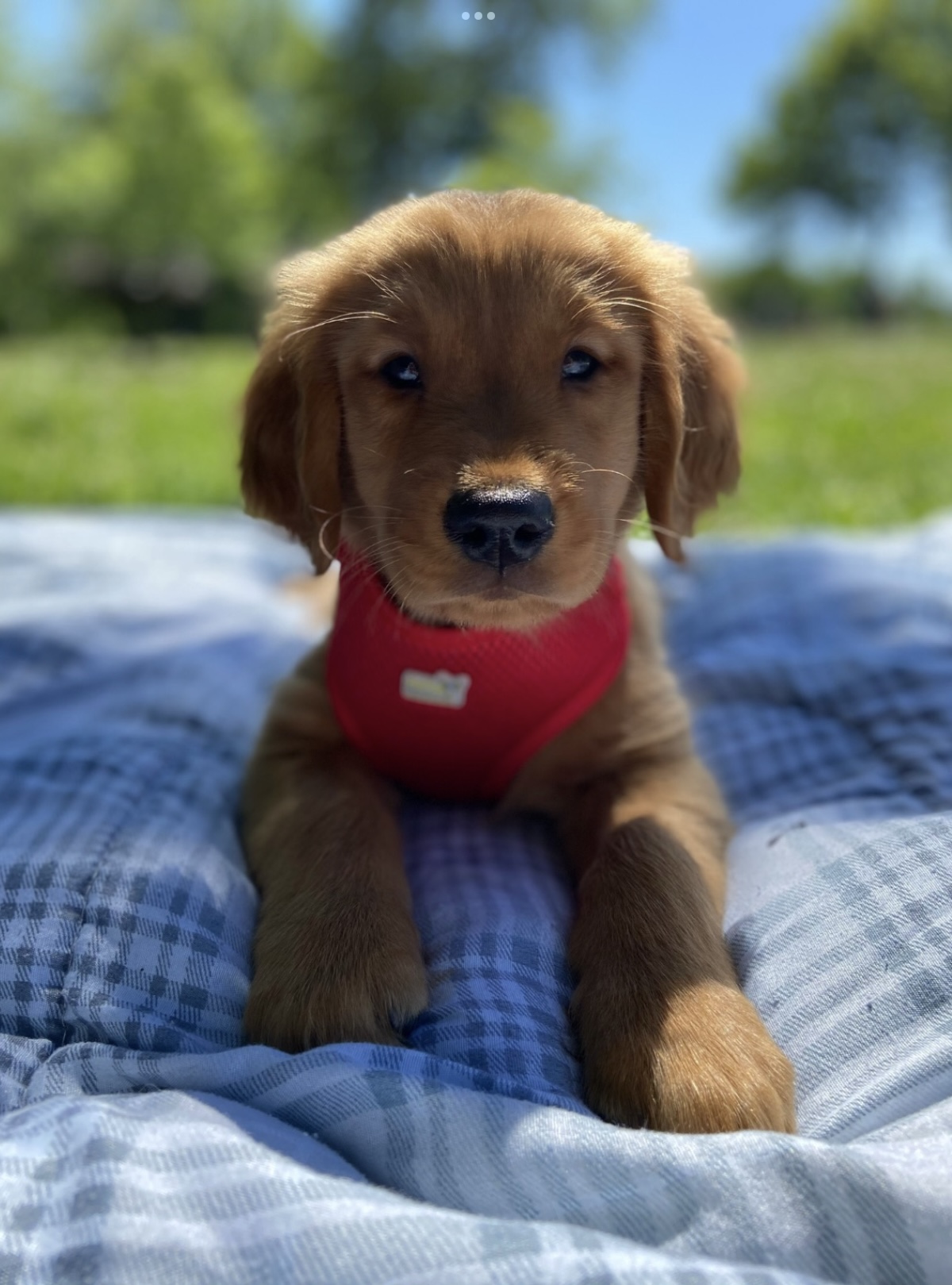 Golden Retriever Canadien red en extérieur