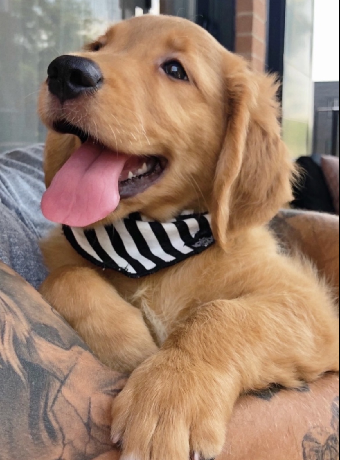 Golden Retriever Américain portrait