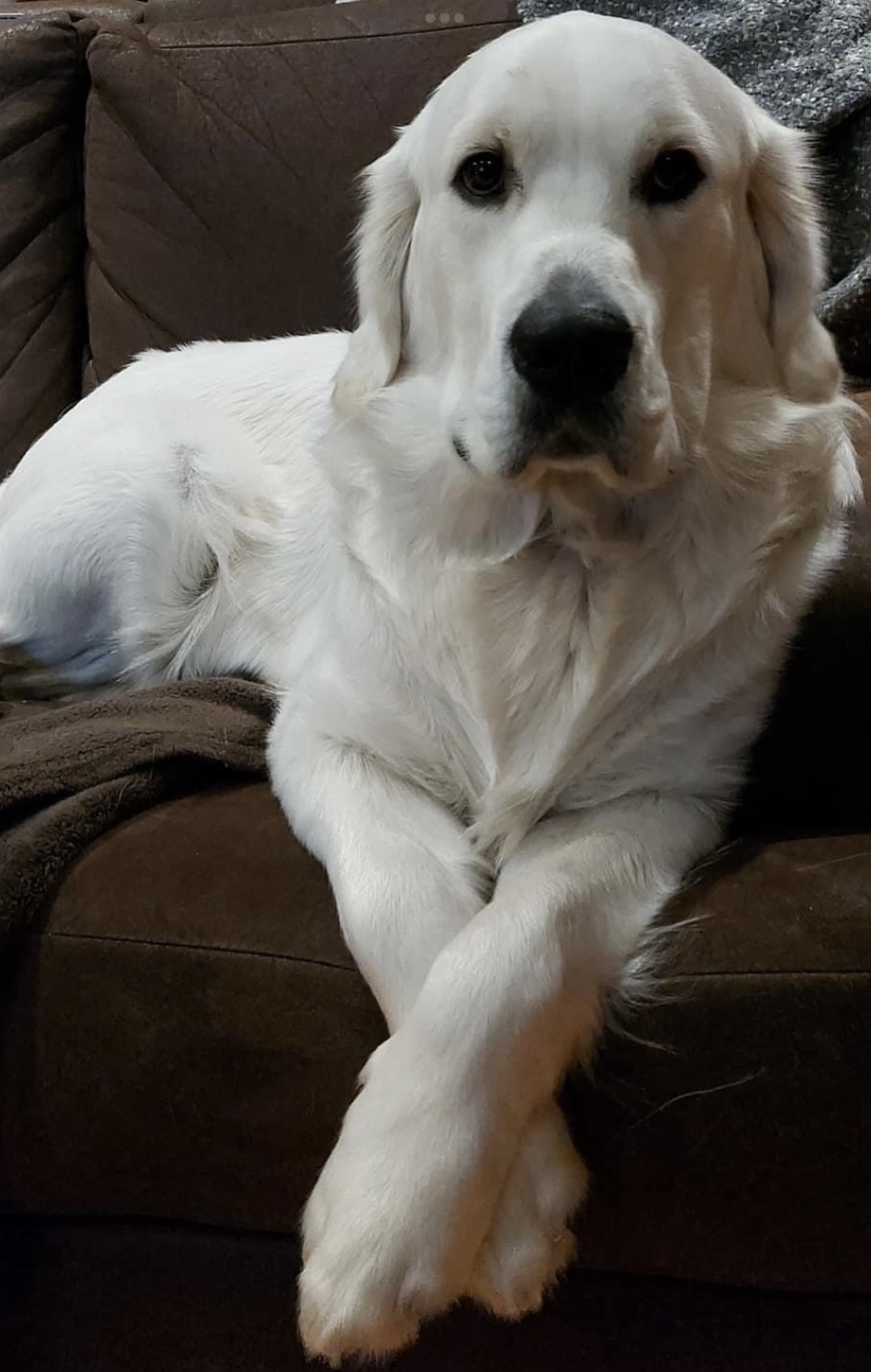 English Cream Golden Retriever dans la neige