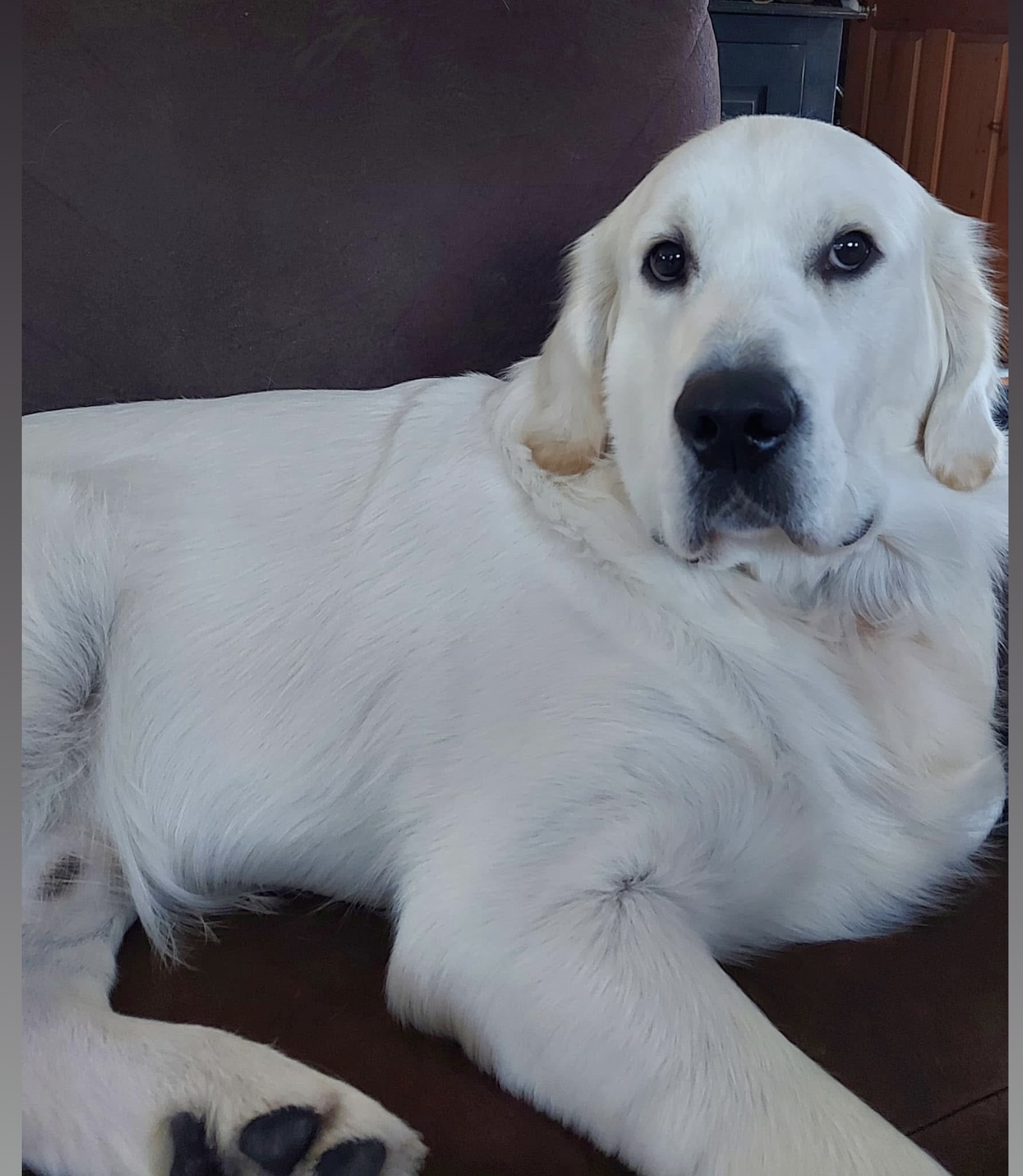 English Cream Golden Retriever jouant dans la neige