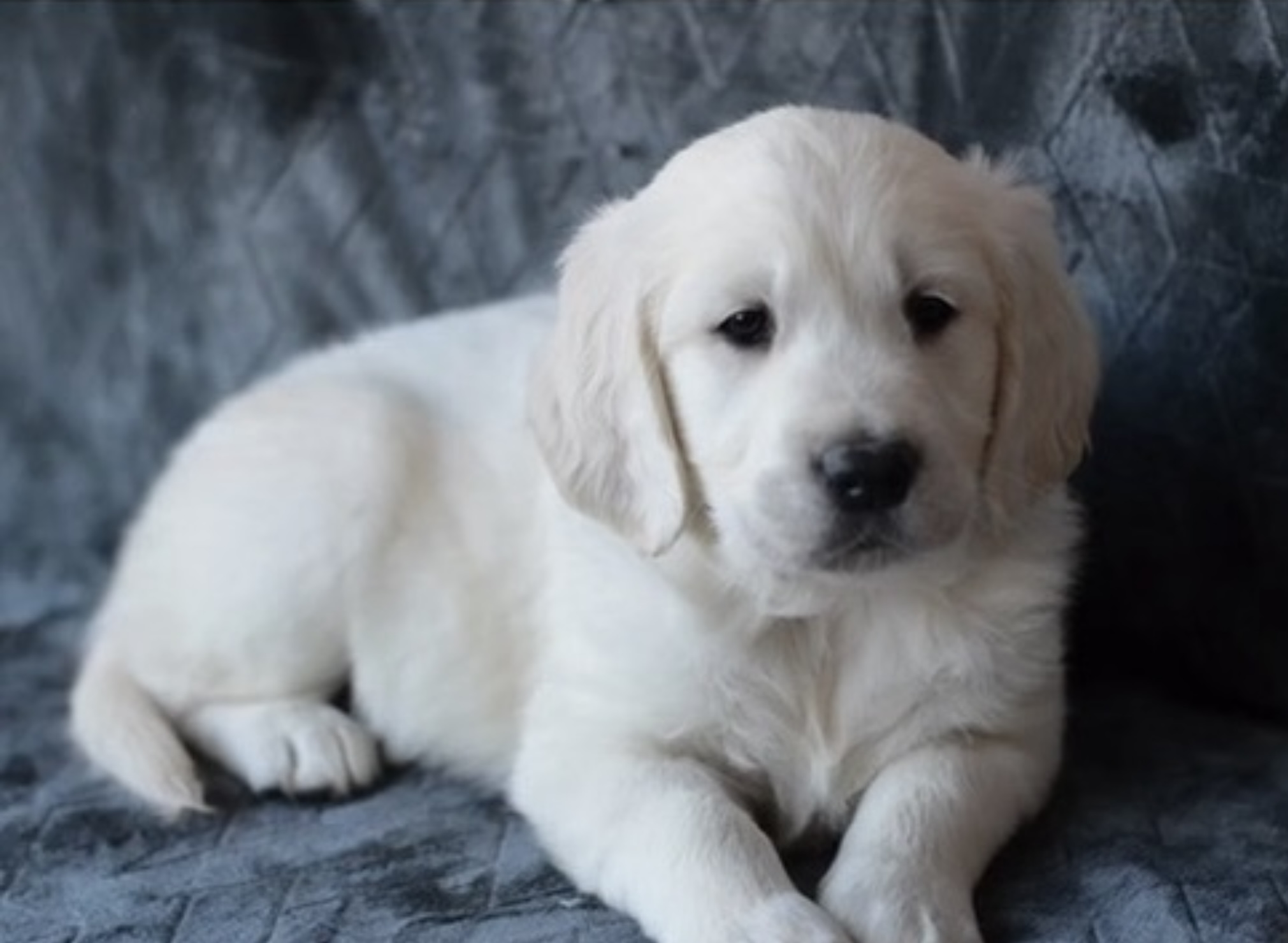English Cream Golden Retriever hiver